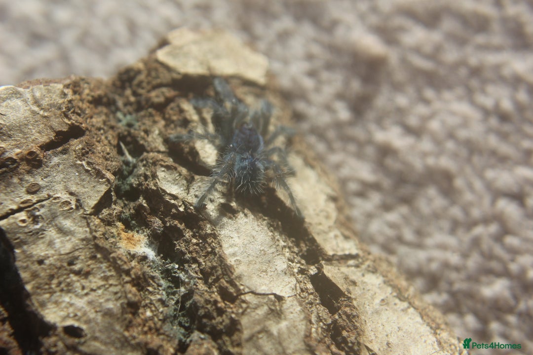 Tarantulas invertebrates for sale: Caribena versicolor  - Image 3