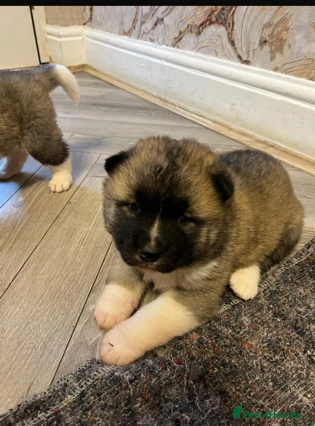 Akita dogs for sale: Akita Pups in Birmingham - Advert 2
