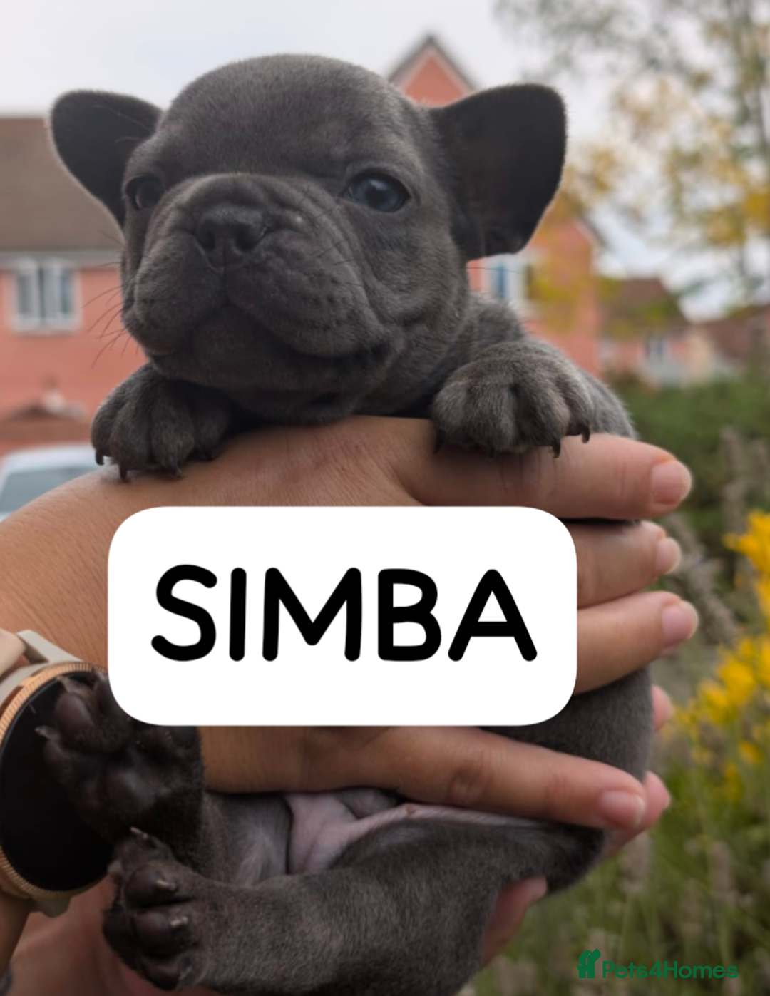 French Bulldog dogs for sale: Stunning French bulldog puppies 🐕 - Image 3