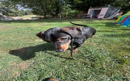 Mixed Breed dogs for sale: Beautiful Dachshund x Pekingese little girl - Image 2