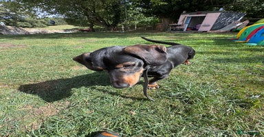 Mixed Breed dogs - Advert 6