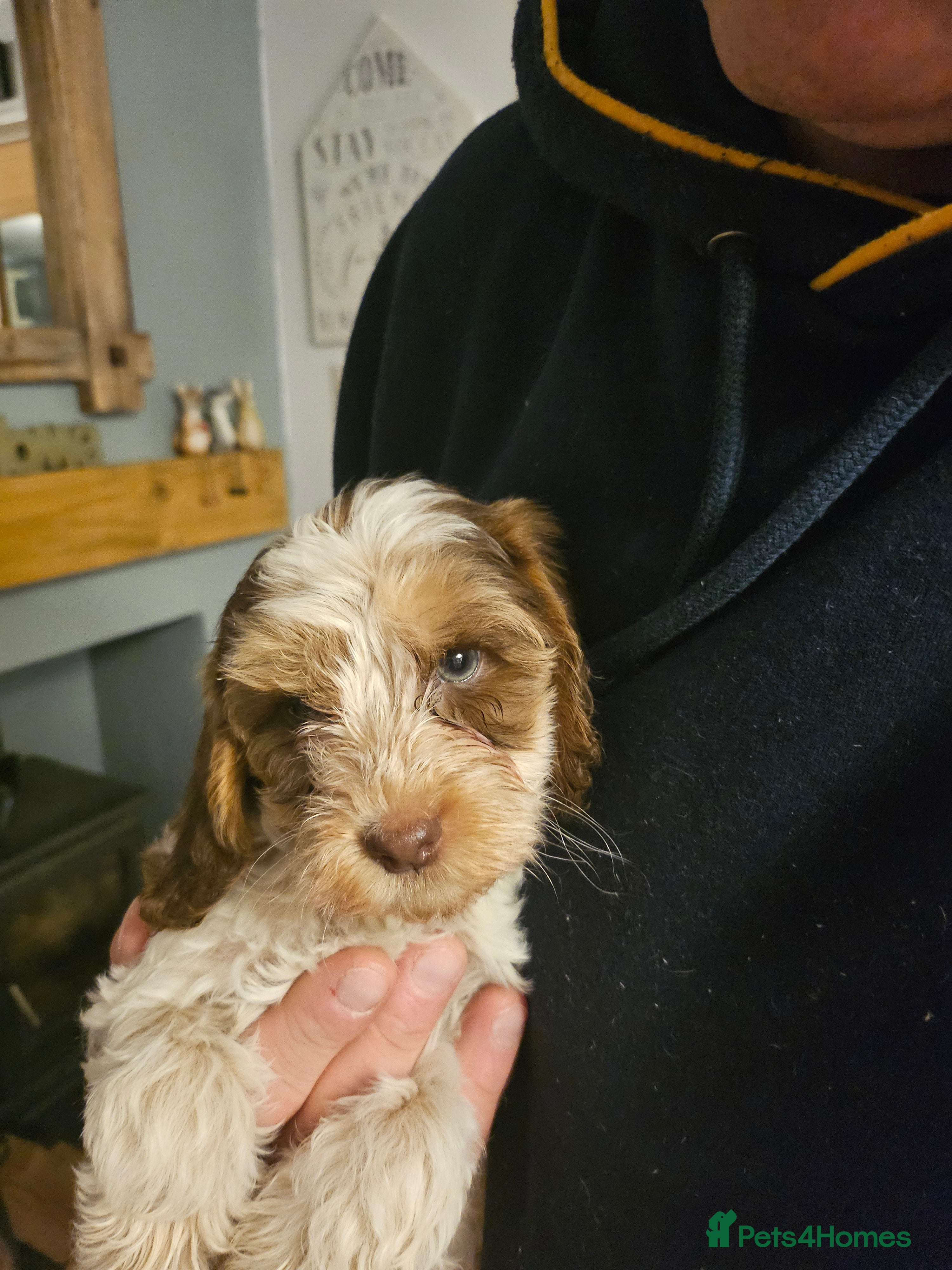 Cockapoo dogs Female cockerpoo reduced because of timewasters  - Advert 1