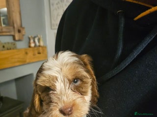 Cockapoo dogs Female cockerpoo reduced because of timewasters - Advert 1