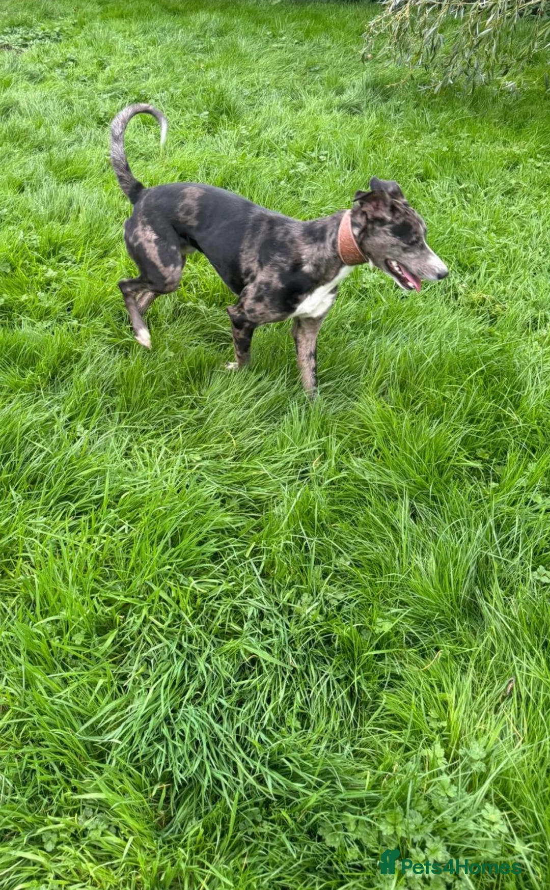 Lurcher dogs for stud: Gorgeous Blue Merle dog  - Advert 10