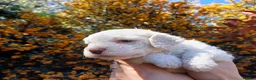 Lagotto Romagnolo dogs for sale: Lagotto Romagnolo Italian Water/Truffle Dogs   - Advert 12