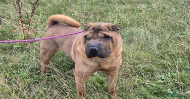 Shar Pei dogs - Advert 1