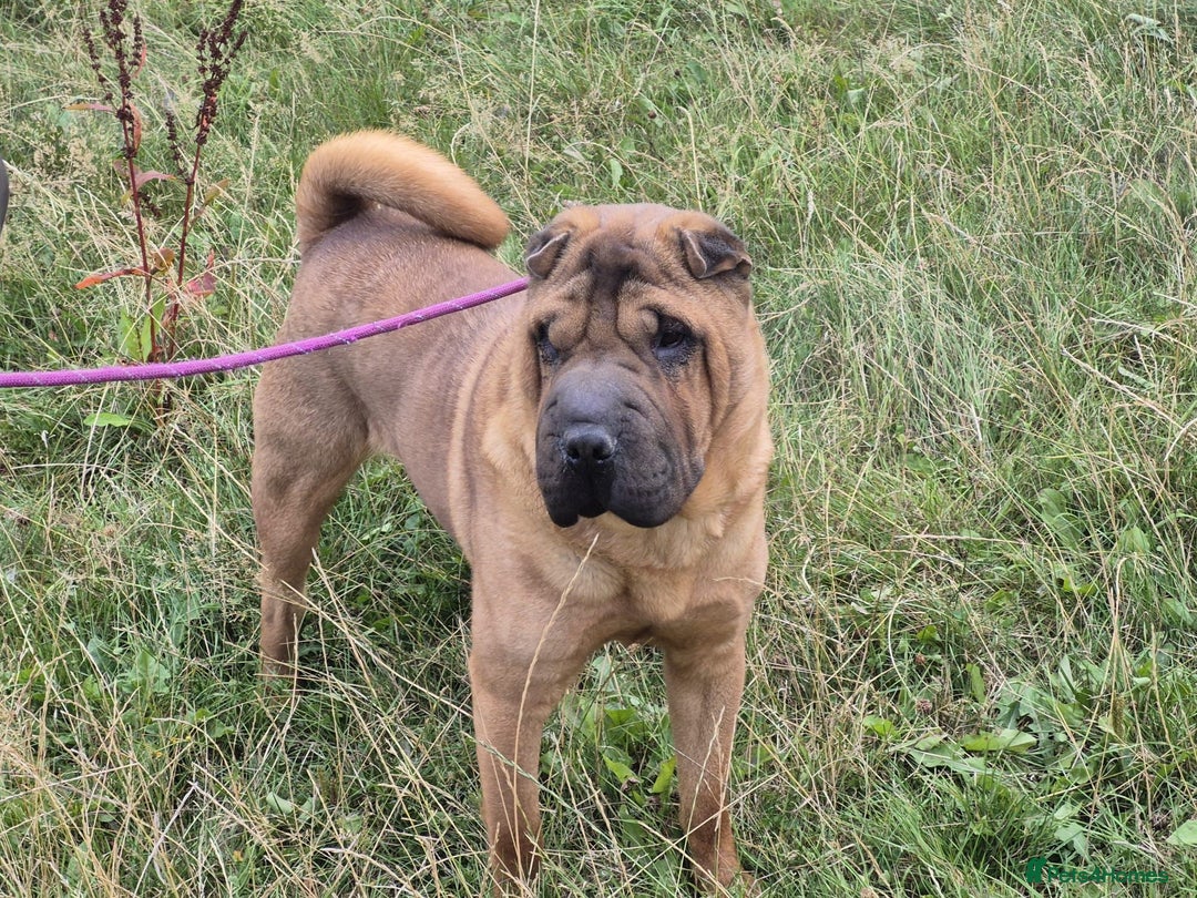 Shar Pei dogs for sale: Shar pei rehoming - Image 3