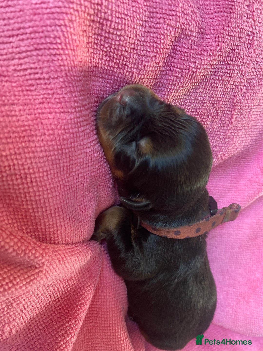 Rottweiler dogs for sale: Hulk and Ruby Rottweiler puppies  - Image 17