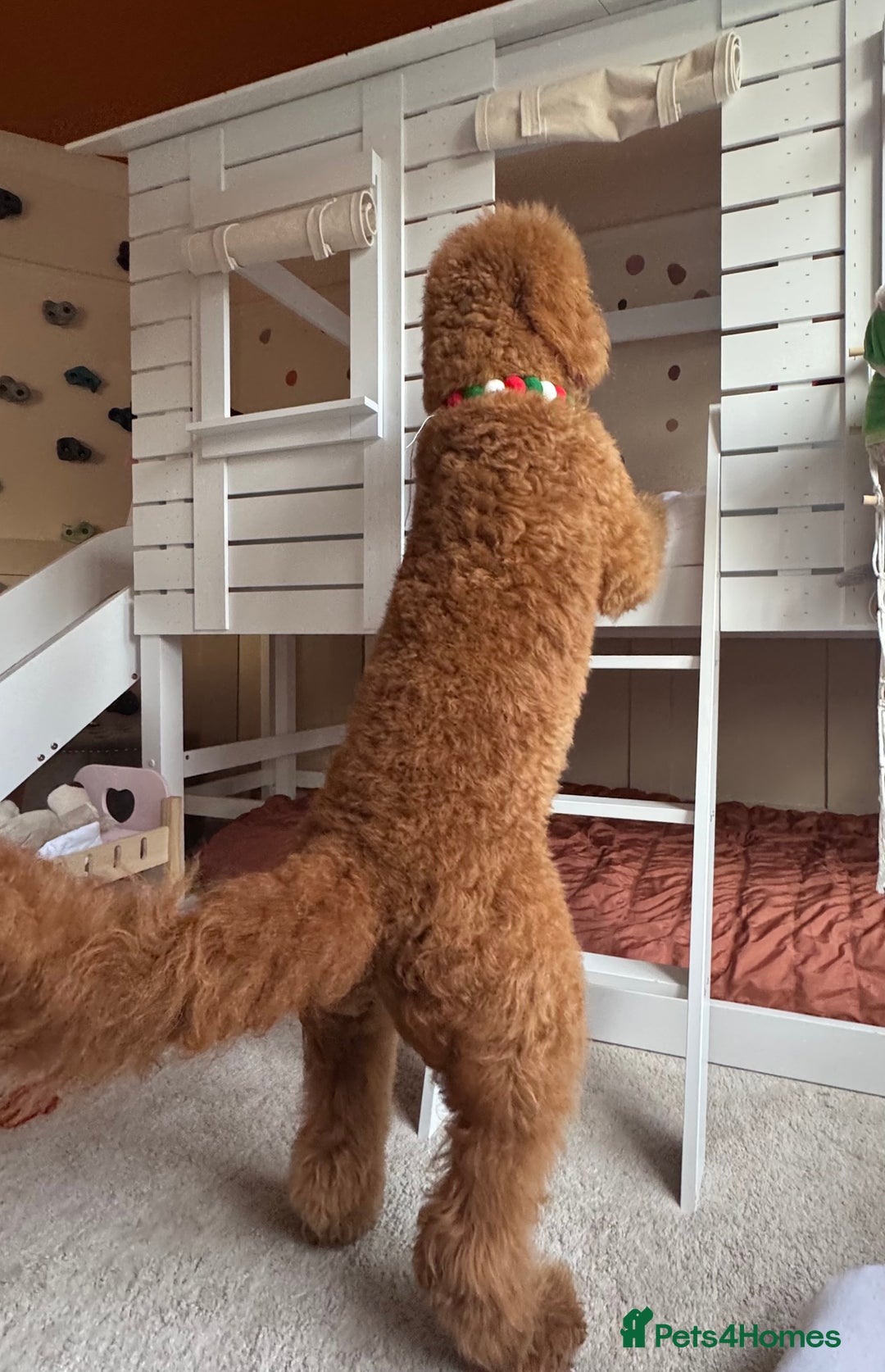 Goldendoodle dogs for stud: Showstopper Goldendoodle for stud - Image 8