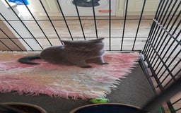 British Shorthair cats for sale: Beautiful Pedigree British short-haired kittens  - Image 7