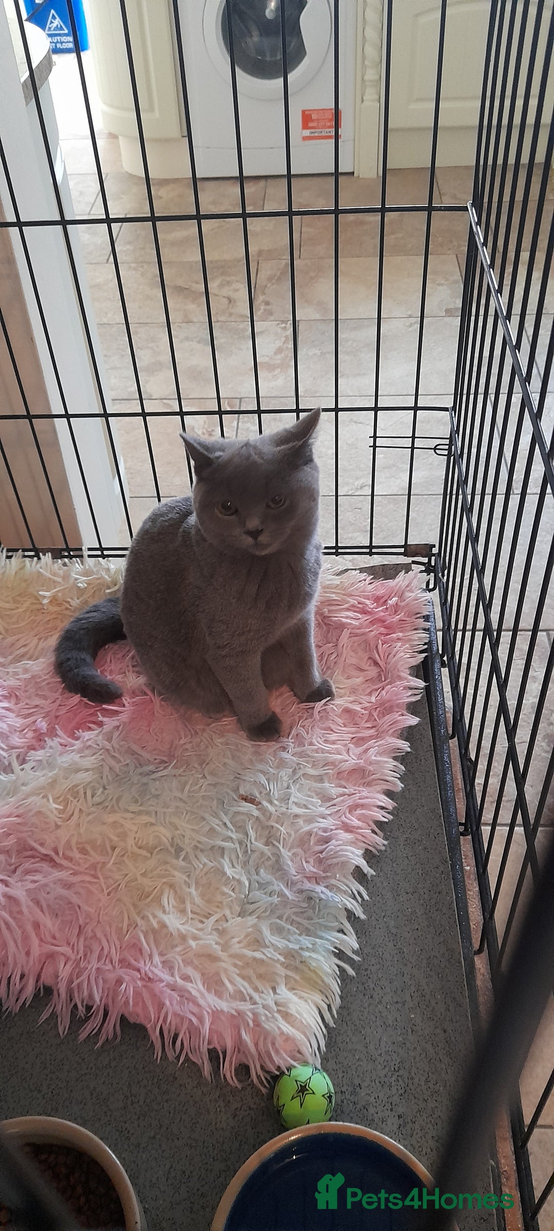 British Shorthair cats for sale: Beautiful Pedigree British short-haired kittens  - Image 7