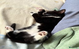Mixed Breed cats for sale: Kittens  - Image 12
