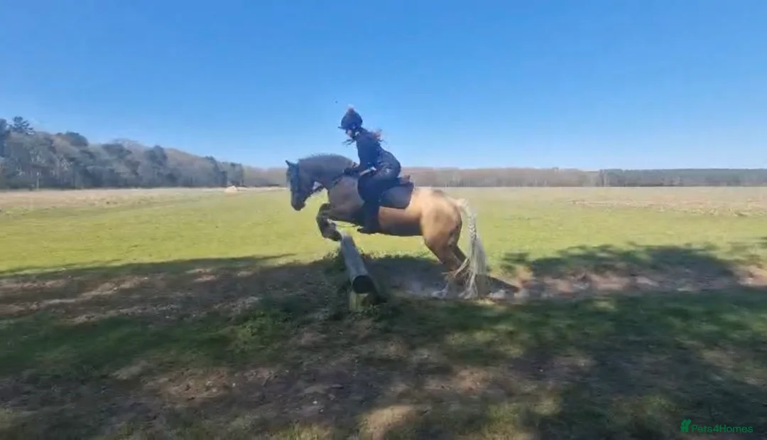 Welsh Section D horses for sale: Beautiful 7 yr old 14hh palomino mare for sale - Advert 4