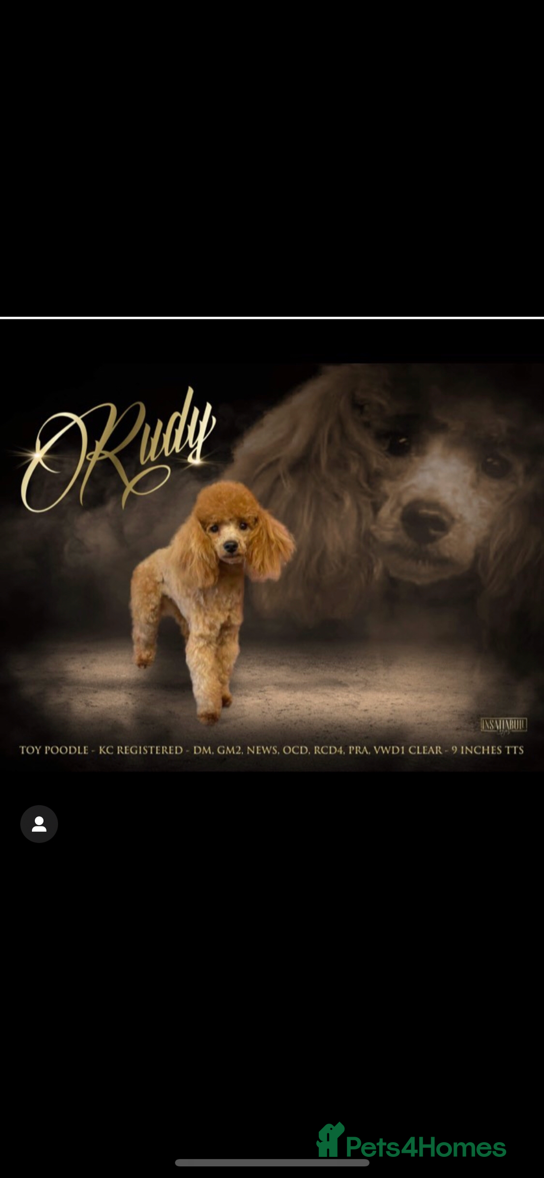 Toy Poodle dogs for stud: Apricot Toy poodle proven boy  - Advert 1