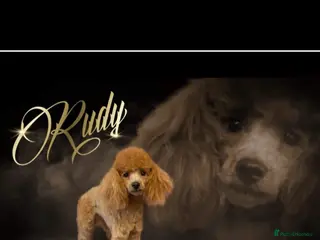 Toy Poodle dogs Apricot Toy poodle proven boy - Advert 14
