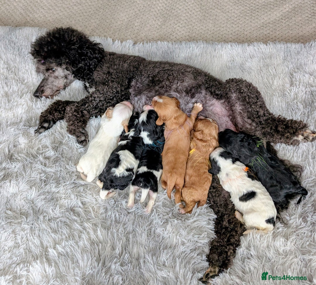 Cavapoo dogs for sale: ❤️F1 CAVAPOO BABIES❤️ HEALTH TESTED PARENTS!🐩 - Advert 30