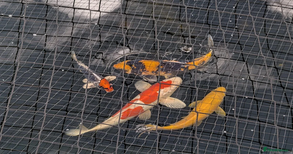 Koi Carp Fish for sale in Coalville, Leicestershire | Pets4Homes