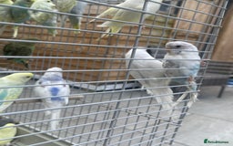Budgerigars birds for sale: Baby Budgies in Birmingham - Image 4