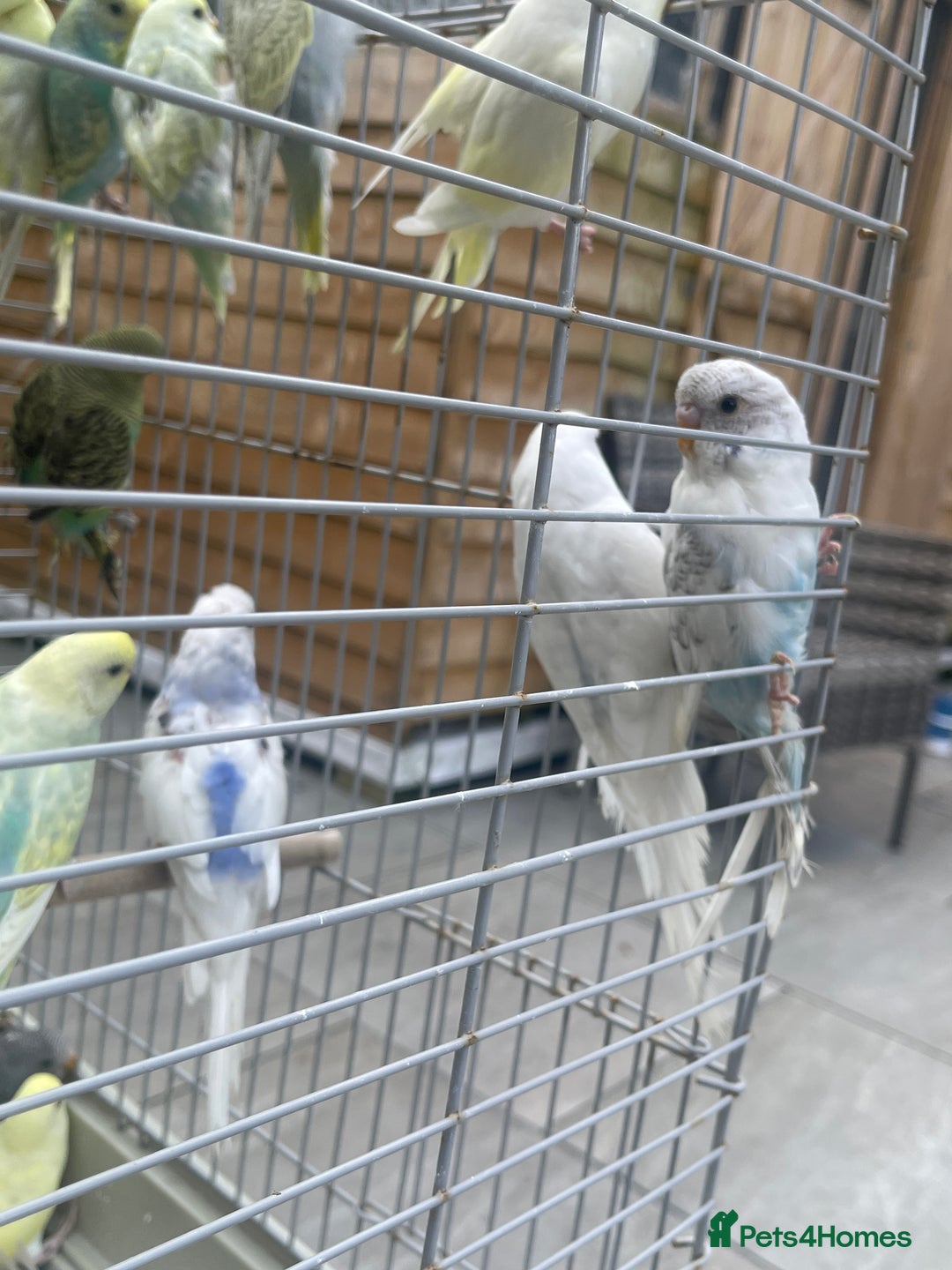 Budgerigars birds for sale: Baby Budgies in Birmingham - Image 4