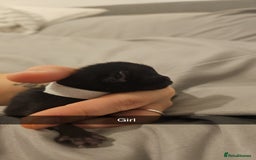 Mixed Breed cats for sale: Calico kittens  - Image 9