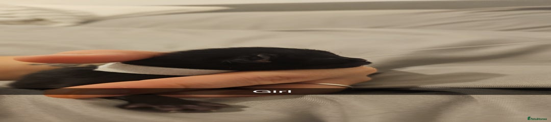 Mixed Breed Kitten 4