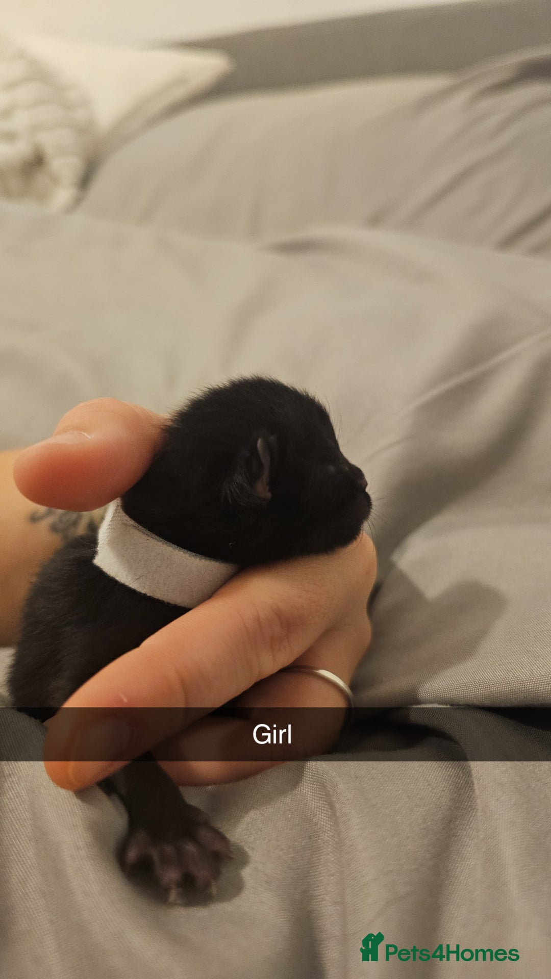 Mixed Breed cats for sale: Calico kittens  - Image 9