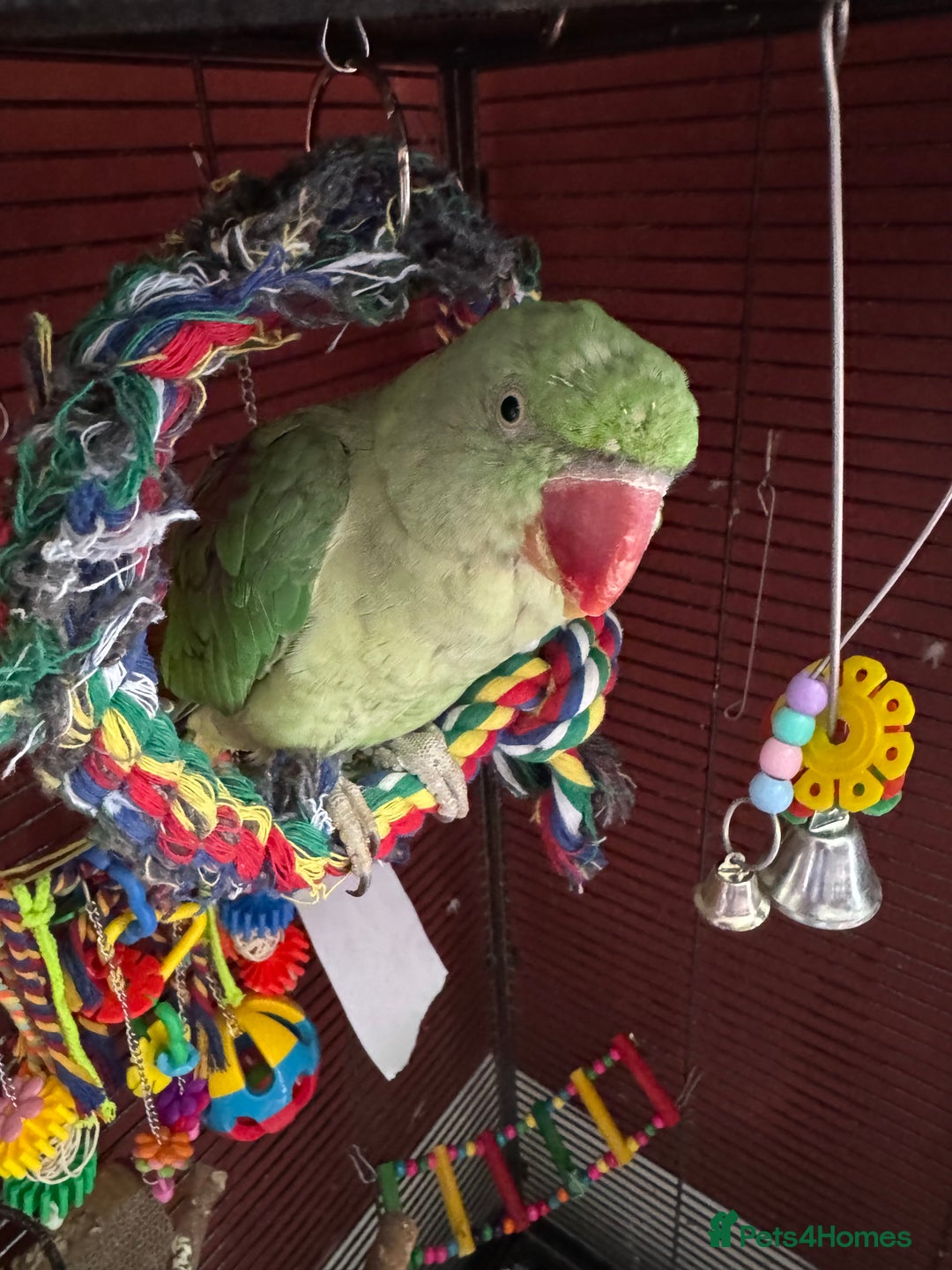 Parakeets birds for sale: Alexandrine Parrot - Image 1
