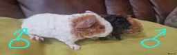 Guinea Pig rodents for sale: Teddy guinea pigs in Leicester - Advert 5