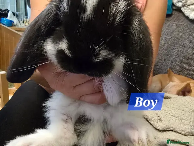 French Lop rabbits for sale: Pure Bred French Lop babies vaccinated with Yurvac - Advert 2