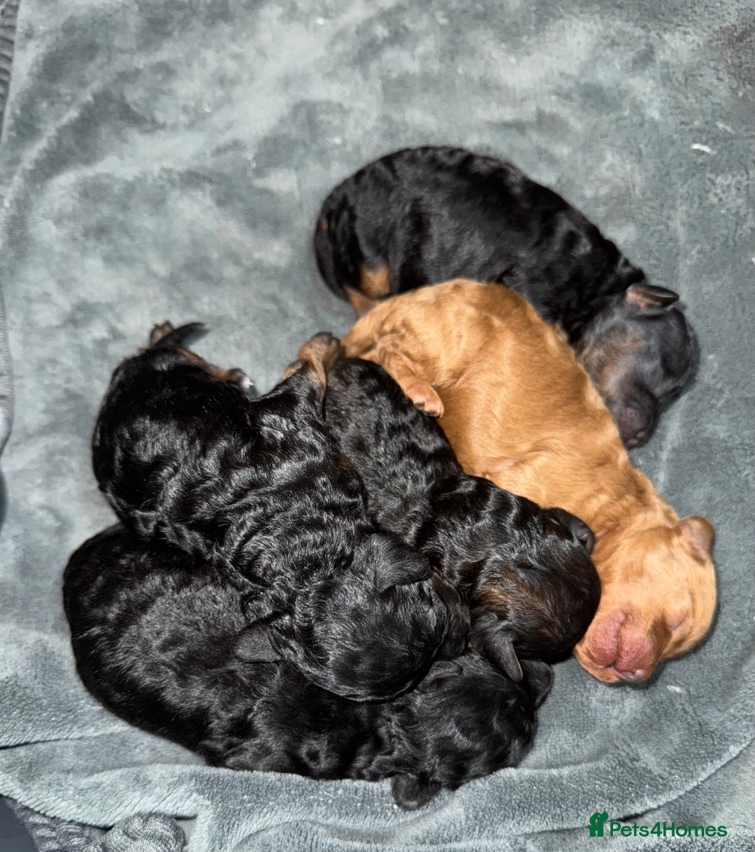 Toy Poodle dogs for sale: DNA tested toy poodle puppies  - Advert 3