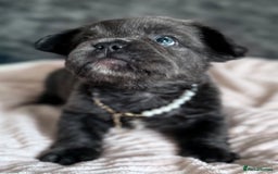 French Bulldog dogs for sale: FLUFFY FRENCH BULLDOGS - Image 1