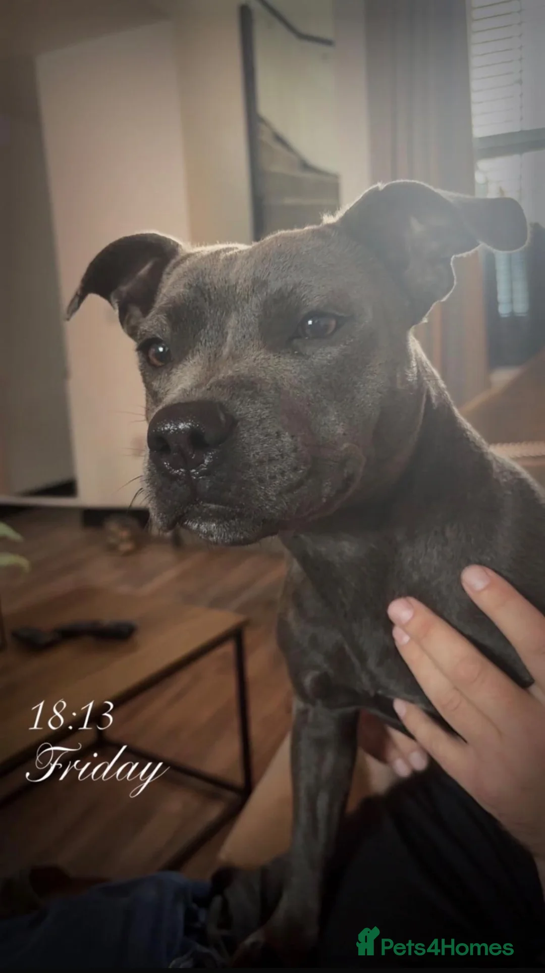 Staffordshire Bull Terrier dogs for sale: Blue Staffordshire bull terrier girls 💙 in Sheffield - Advert 15