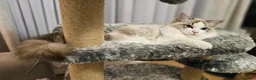 Ragdoll cats for sale:  STUNNING RAGDOLL BOY  - Advert 7