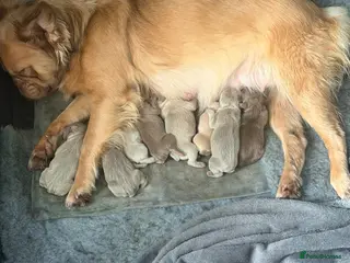 French Bulldog dogs French bulldog puppies - Advert 5