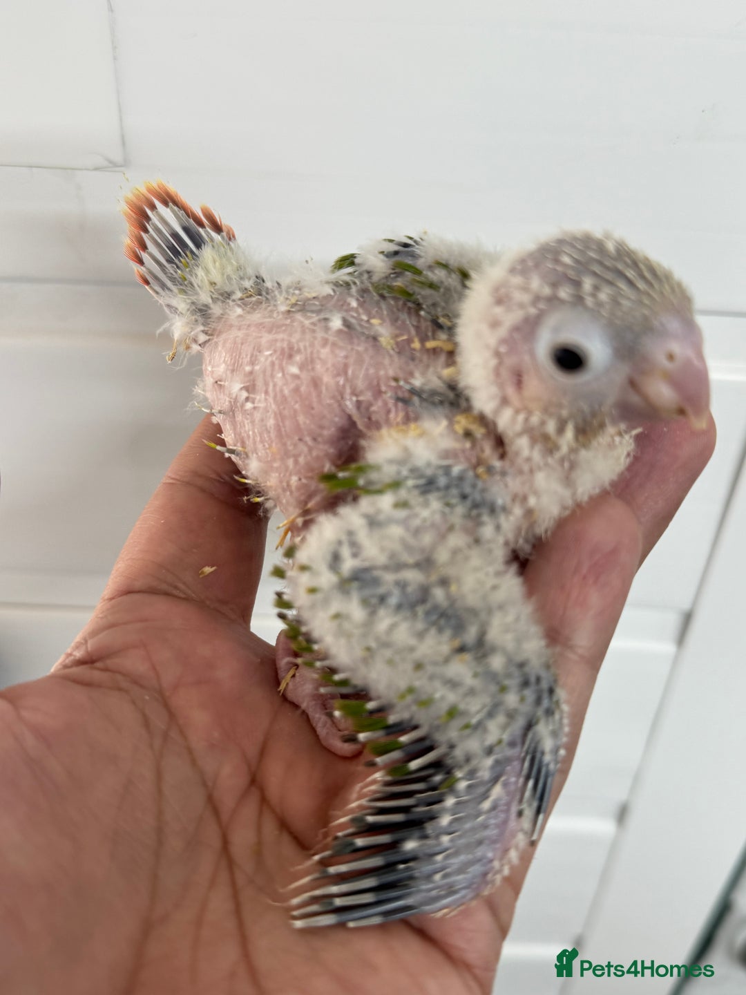 Conures birds for sale: Hand Reared Tame baby conures  - Image 9