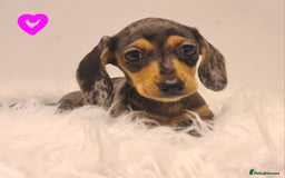 Miniature Dachshund dogs for sale: KC Daxi's health tested parents.READY - Image 26