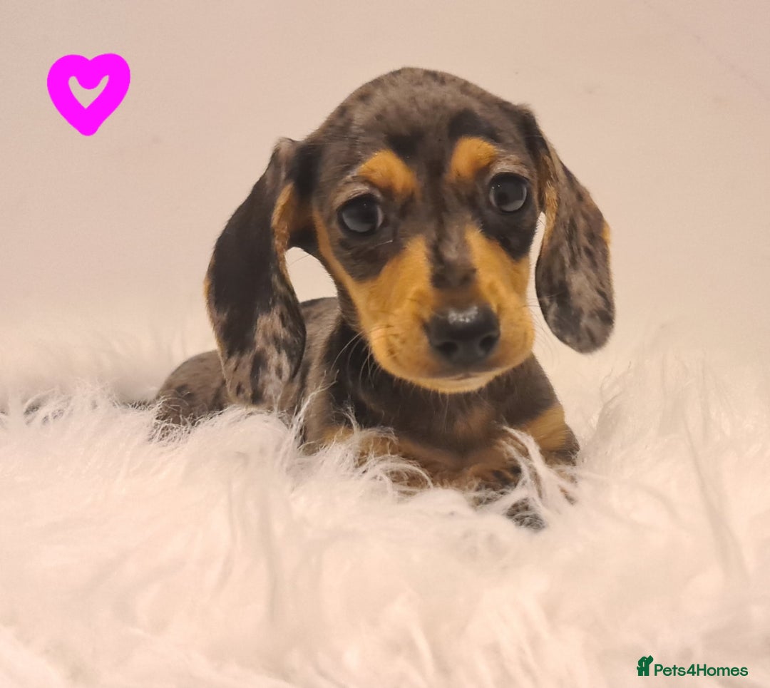 Miniature Dachshund dogs for sale: KC Daxi's health tested parents.READY - Image 26