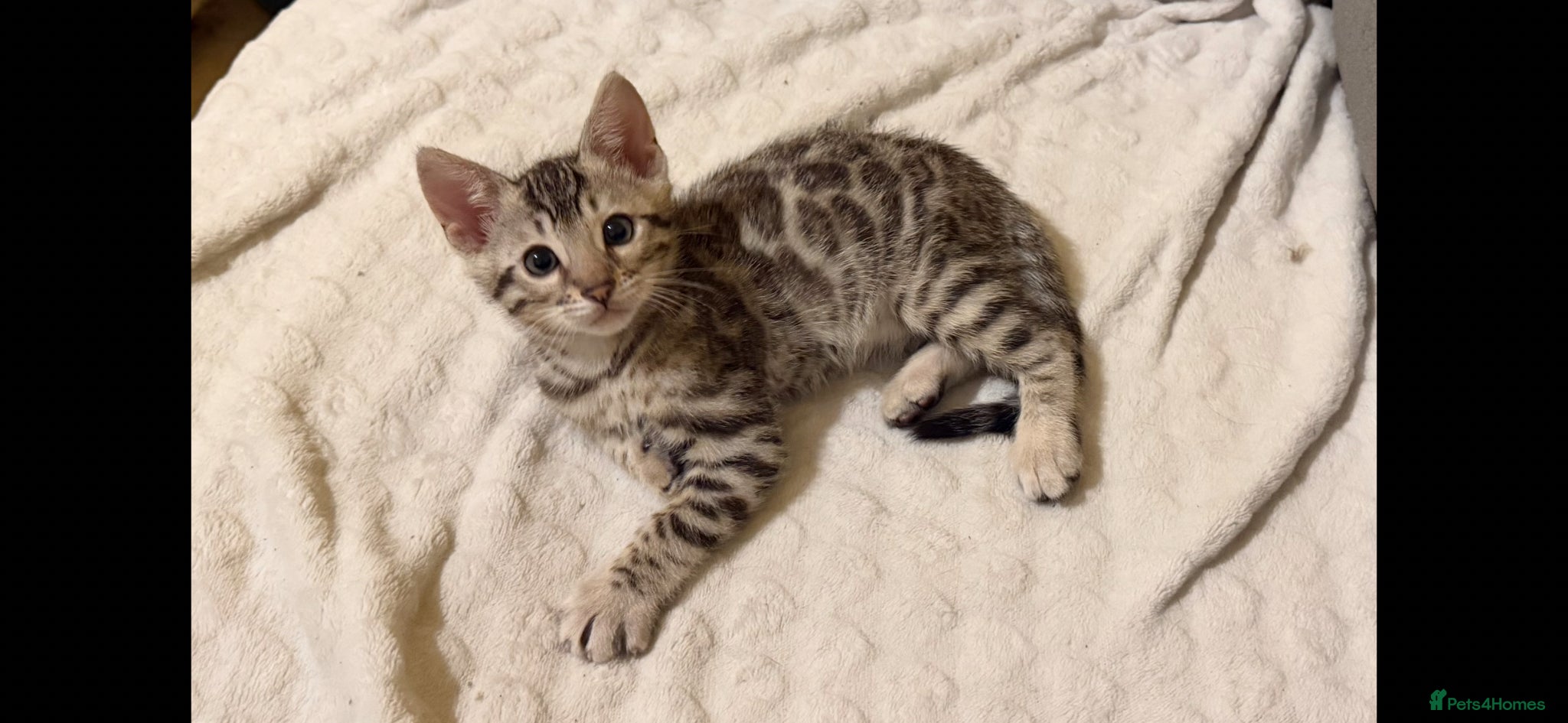 Bengal cats for sale: BENGAL 🔥 KITTENS TICA REGISTERED  - Advert 12