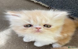 Exotic cats for sale: Exotic pedigree kittens  - Image 7
