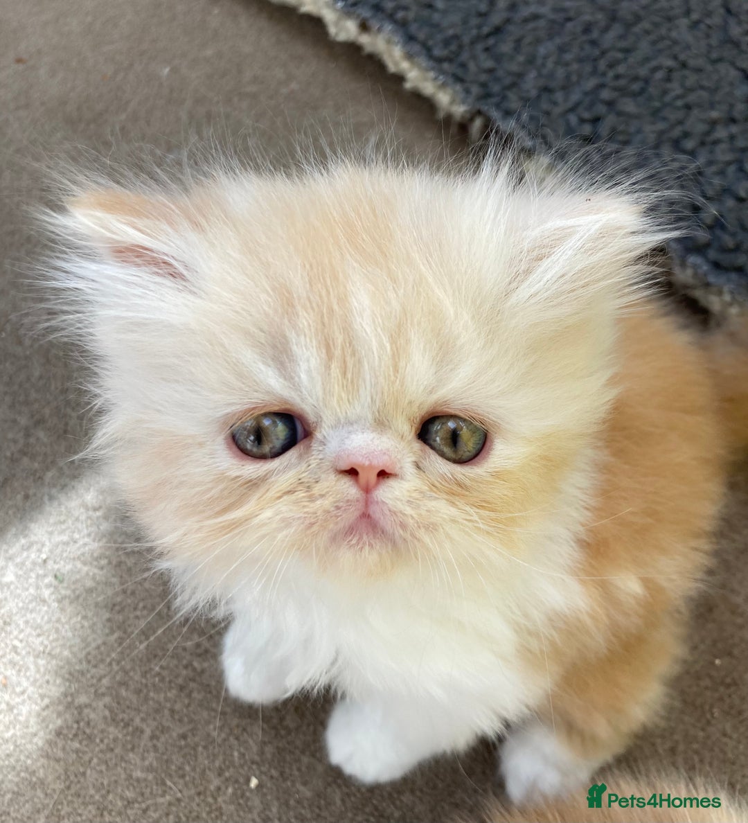 Exotic cats for sale: Exotic pedigree kittens  - Image 7