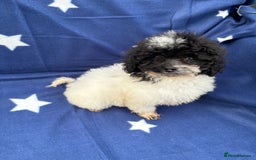 Cavapoo dogs for sale: 2 female cavapoo pups for sale 🩷 - Image 8