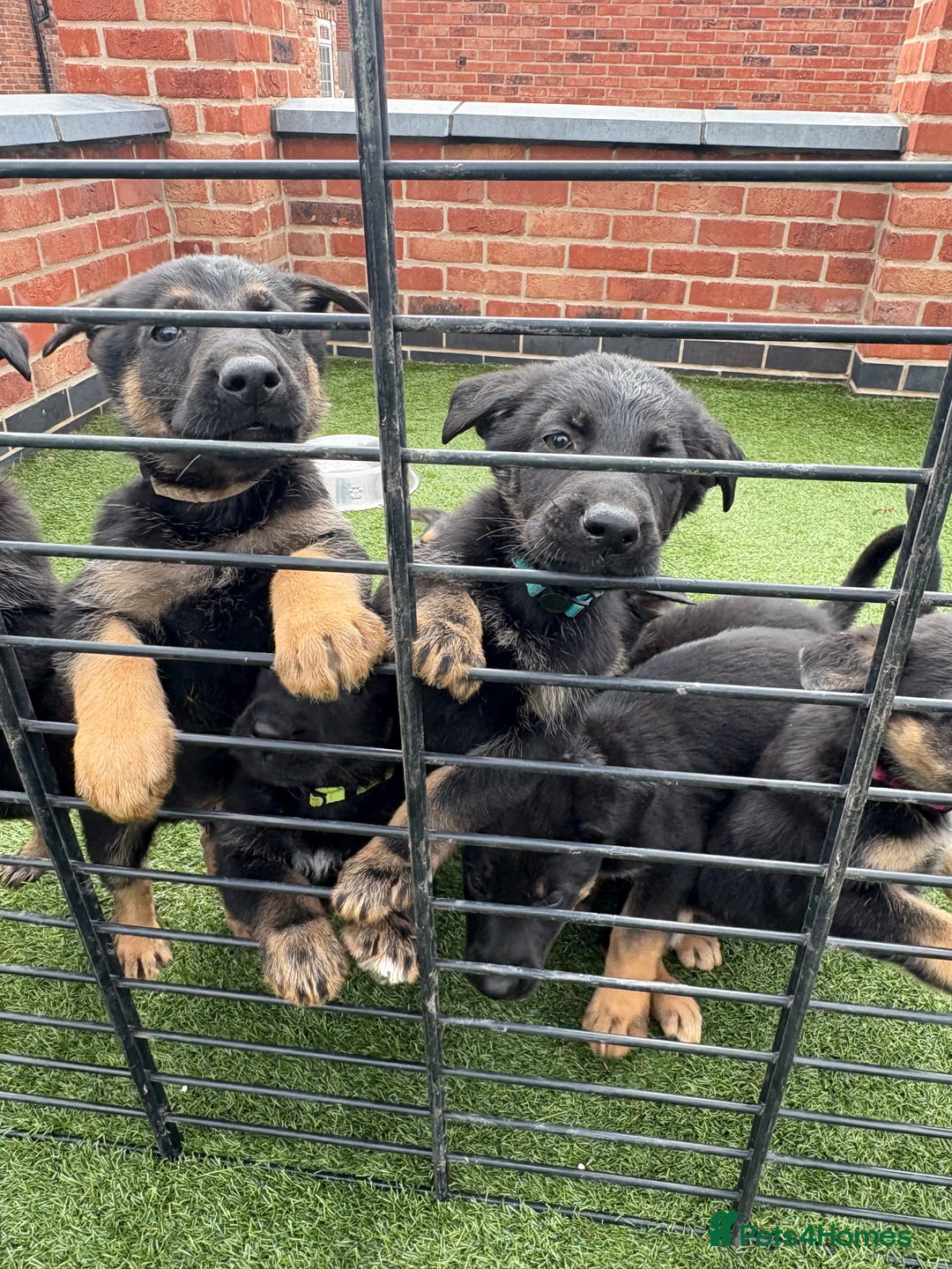 German Shepherd dogs for sale: German shepherd puppies  - Image 6