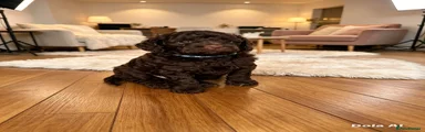 Cockapoo 4