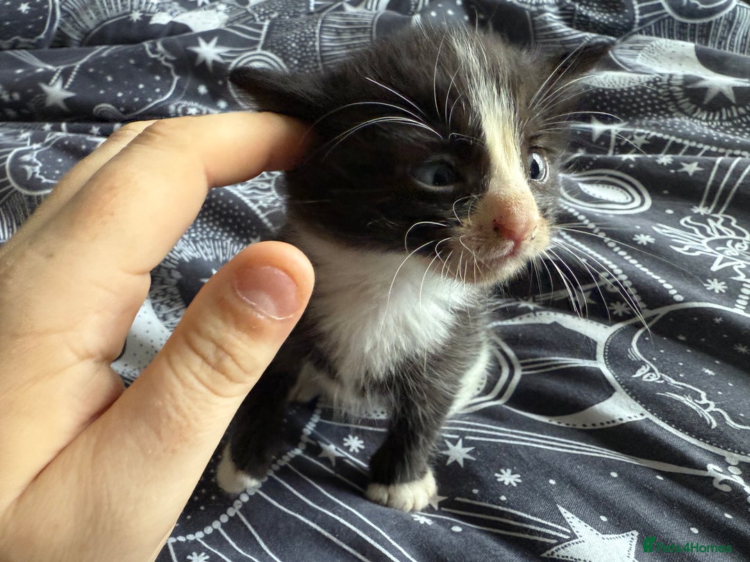 Domestic Shorthair cats for sale: 6 beautiful babies 5 boys and 1 girl - Image 8