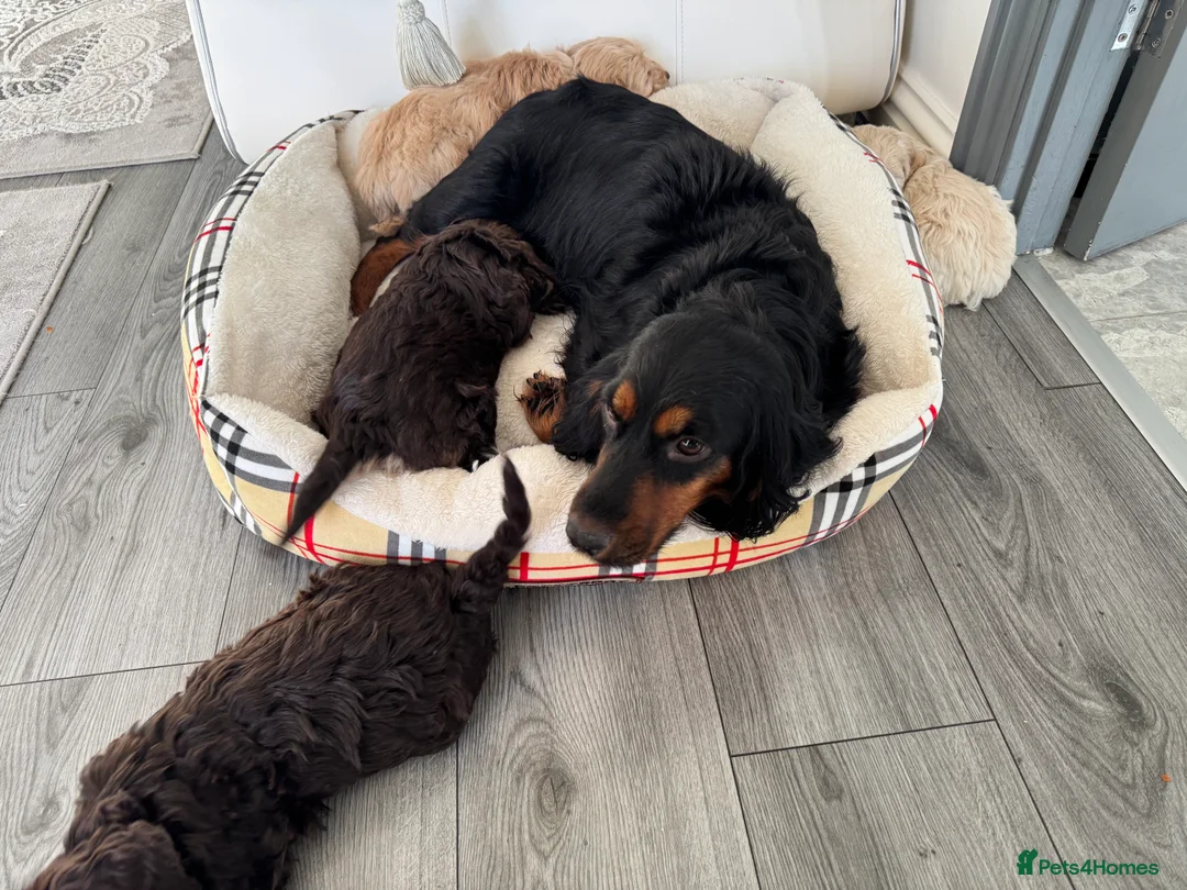 Cockapoo dogs for sale: Cocker poo puppies for sale  - Advert 16