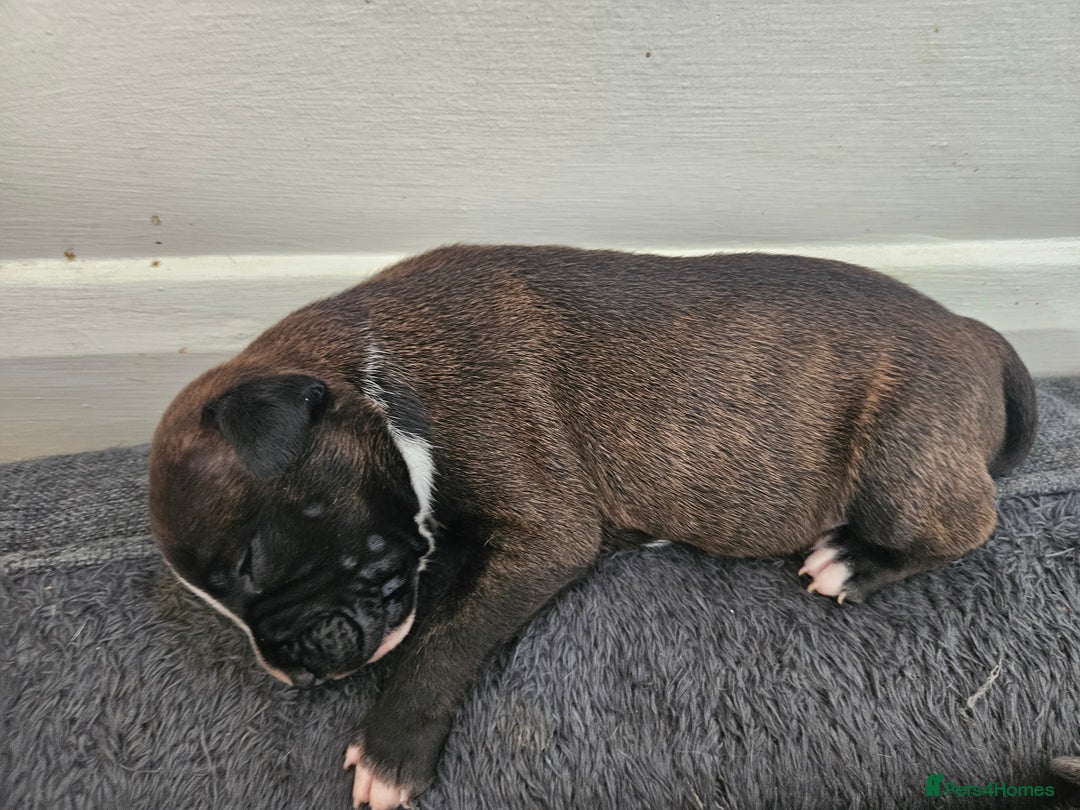 Staffordshire Bull Terrier dogs for sale:  Unique Classic Markings - Image 31