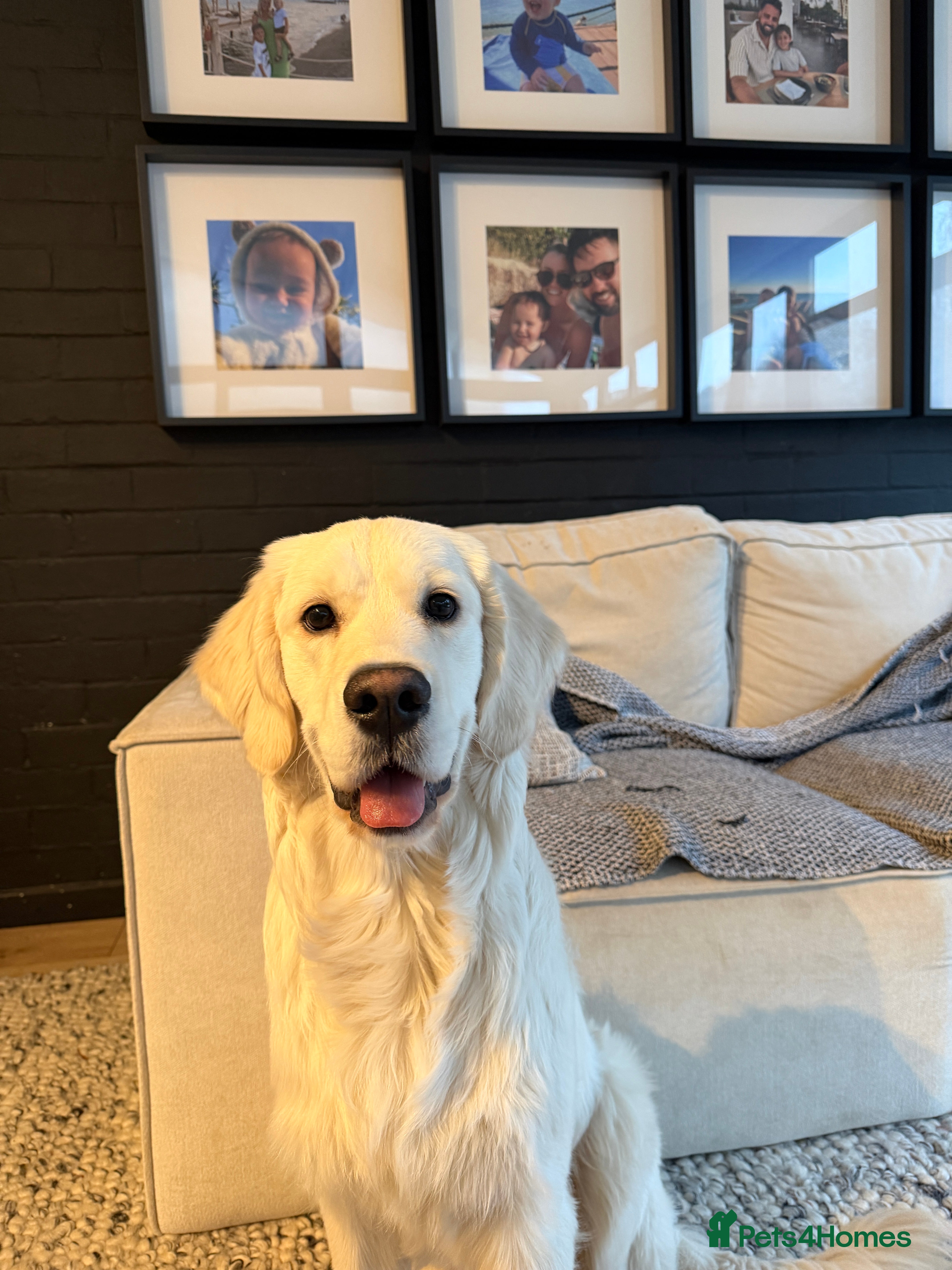 Golden Retriever dogs 8 month old golden retriever for rehome - Advert 1