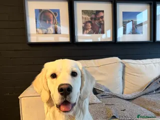 Golden Retriever dogs 8 month old golden retriever for rehome - Advert 1