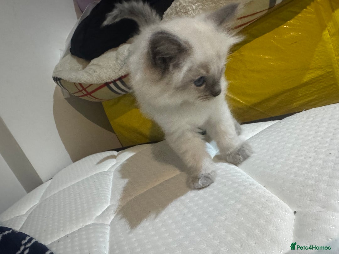 Ragdoll cats for sale: Pure Ragdoll Kittens – 8 Weeks Old–Ready in 2 Days - Advert 14