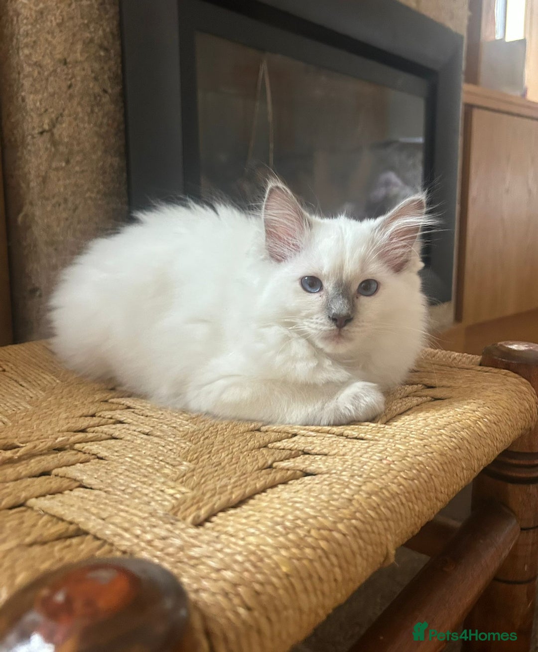 Ragdoll cats for sale: Extremely stunning boys and girls - Image 8